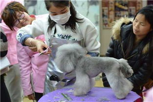 上海好的宠物美容学校是哪家