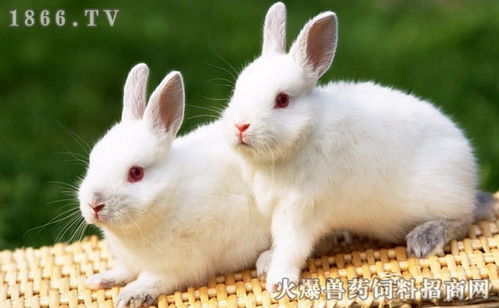 兔沙门氏菌病症状,兔沙门氏菌病防治方法
