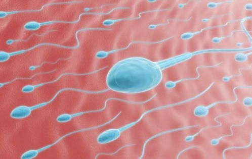 男人精子有多少,男人一次有2亿精子，只有一颗活到最后，那些失败的精子去哪了？