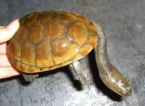 蛇颈龟,是蛇还是龟呢 