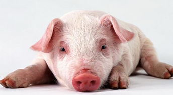 不同年份出生的属猪人命运不同 在明年的运势也有差异