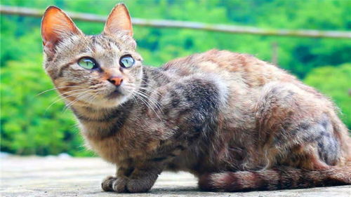 鸡鸣狗吠猫儿叫,小精灵都起床了 