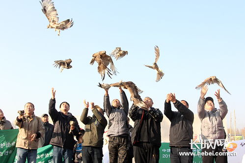 唐山举办放飞猛禽和野生动物保护宣传活动