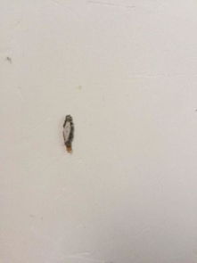 房间发现这种虫子 是什么虫,外表这这样的,里面却有细虫,晚上会爬动,怎么清除 