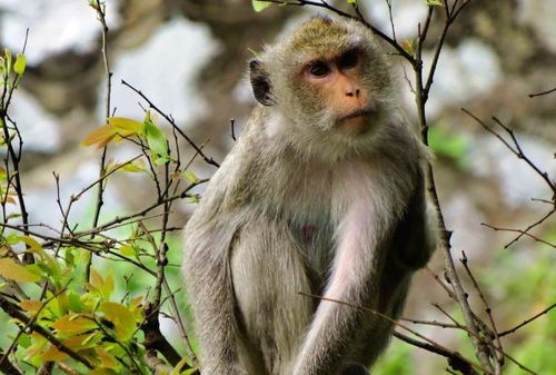 十猴九苦 揭秘68年生肖猴的毕生寿命,过了53岁后什么命