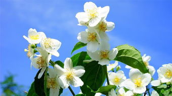 茉莉花招桃花吗(茉莉花吉不吉利)