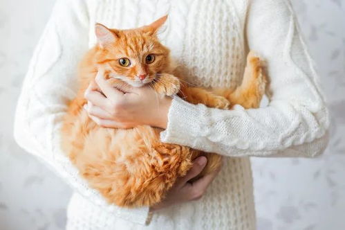 猫猫 烫手 怎么办 正确的抱猫姿势你掌握了吗