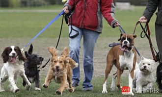 西安最严养犬令下8人已被吊销狗证 养狗的人互相通报 成难题