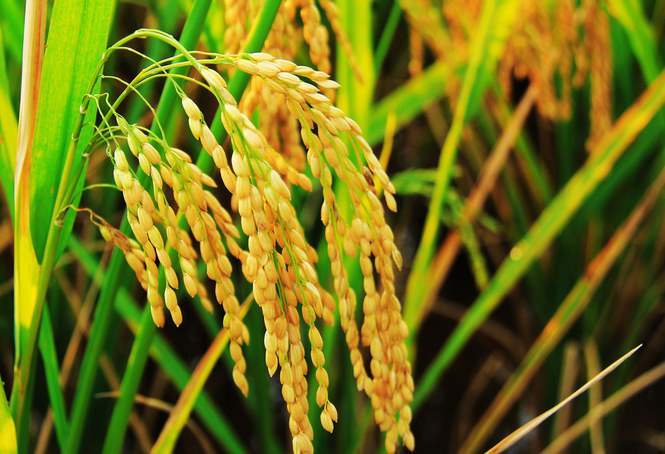 水稻秧苗期的精细管理方法