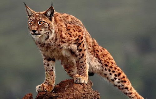 地球上最凶狠的6种野猫,狞猫能够一跃4米,猞猁竟敢单挑狼群