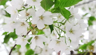 世界防治哮喘日 晚春花粉 柳絮飞,季节性哮喘多防范 气道 