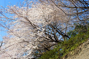 又到樱花盛开时,今天又起个大早拍摄樱花树林