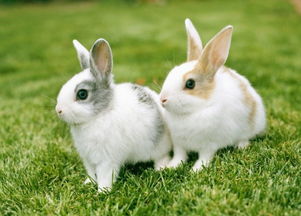 兔子一生有几个伴侣,夫妻之间有这一生肖，一生不闹腾，越过越香甜！