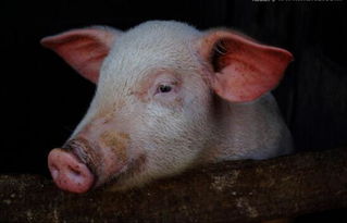与人类彼此深情对望的动物,竟然是一头猪猪 