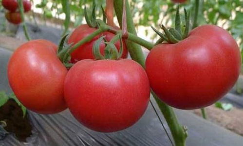 西红柿放一个月都不坏,真的能放心吃吗 老果农说出真相,涨知识