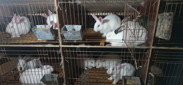 散养杂交野兔最新市场价格 兔子多少钱一只 种兔饲养方法