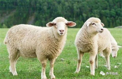 绵羊圈养有什么优缺点