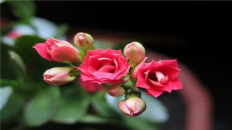 玫红色长寿花叫什么名字？