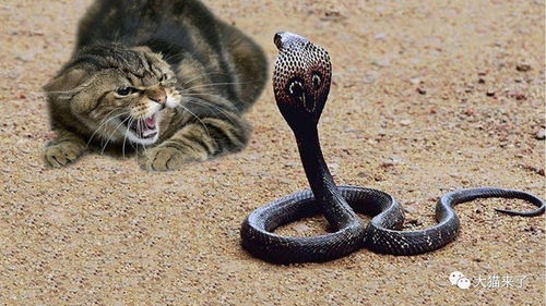 猫科动物真的不怕蛇 看下它们都是怎么被蛇杀死的