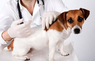 狗狗打了狂犬疫苗把人的手咬破了有事吗 