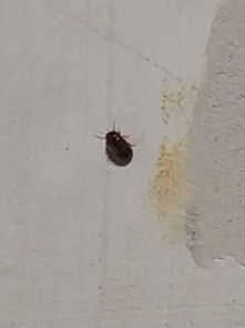 棕色黑色芝麻大小的小虫,请问是什么虫,怎么消灭 