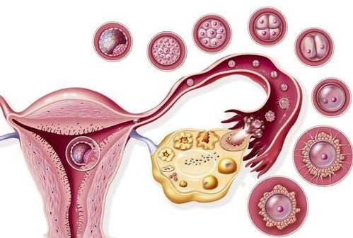 月经量少的女人,坚持用此物泡水喝,活血通经,预防卵巢疾病