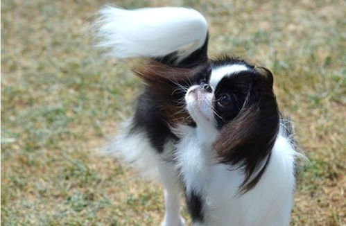 暴躁但亲人的狗狗,名字叫日本狆,它却是从中国传到日本