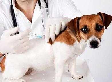 打了疫苗的小狗和不打疫苗的小狗能放一起养吗 