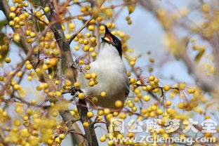 梦见偷果子吃果子是什么意思 梦到偷果子吃果子好不好 大鱼解梦网 