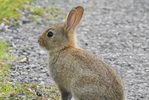 这种兔子是地球上最常见的兔子