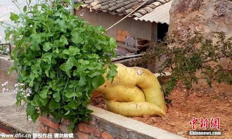 云南农民种出巨型白萝卜 长1.2米重30斤
