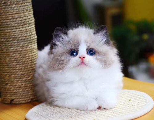 幼猫布偶猫多少钱一只（布偶猫500元能买一只吗）