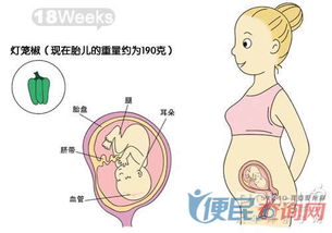 怀孕第18周准妈妈保健需知 怀孕第18周天胎儿发育图 怀孕第18周要吃什么 怀孕第18周注意什么 怀孕第18周介绍 