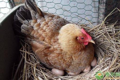 农民用母鸡孵鸡蛋期间让鸡蛋踩水,有什么作用 