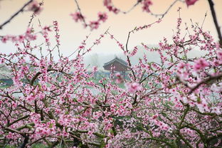 春风拂面，万树花开——解析忽如一夜春风来，千树万树梨花开的意境，忽如一夜春风来 千树万树什么开