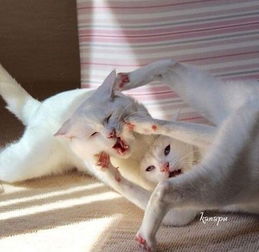 这两只猫平时挺正常的,但一到打架时间之后,哈哈疯了疯了... 