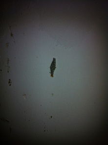 家里的墙壁老是出现这种小虫子,请问这个是什么虫子 有害的吗 