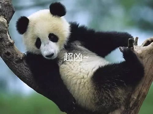 如果大熊猫伤人了会被击毙吗 饲养员 你以为国宝是白叫的
