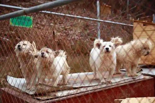 东阳近700只流浪狗过冬困难,希望各界给予更多的温暖和帮助
