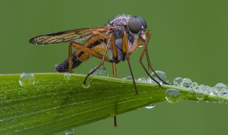 生物习性 如何防蚊才是最有效的