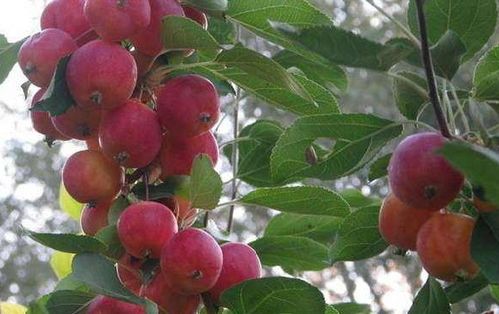 这种果子既是水果也是药,钙是苹果的15倍,却很少有人吃