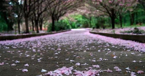 春天不仅可以拍美丽的花朵,掉落在地的花瓣也是一道美丽的风景