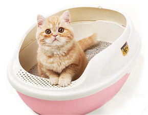 小猫多大会用猫砂,怎么教小猫用猫砂,怎样锻炼小猫用猫砂 