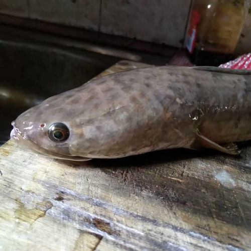 这是什么鱼 