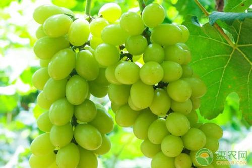 青葡萄怎么种植可以丰产,秋天青脆葡萄株距行距是多少
