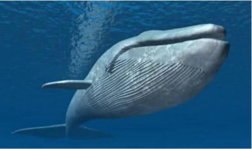 为何海洋馆都不饲养蓝鲸,世界首富都不敢养它