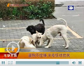 荆州城区部分小区居民遛狗不拴绳 养狗之争大爆发 