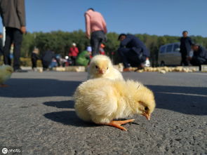 数百只小鸡马路上满地跑 市民偷偷捡走 不捡会被车轧死
