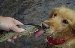 能给狗狗吃虾肉吗 狗狗吃虾会出现什么问题
