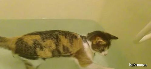 喜欢水和怕水的猫咪,一只猫在浴缸里玩水,另外一只伸爪想救猫